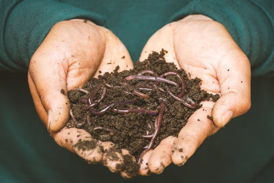 How to Start a Compost Bin in Your Backyard or Balcony